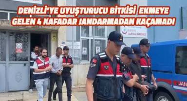 İzmir'den Denizli'ye uyuşturucu bitkisi ekmeye gelen 4 kafadar jandarmadan kaçamadı