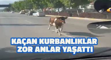 Kaçan kurbanlıklar zor anlar yaşattı