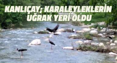 Kanlıçay; Karaleyleklerin uğrak yeri oldu