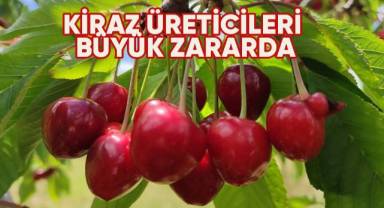 Kiraz üreticileri büyük zararda