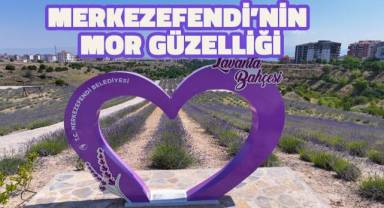 Merkezefendi’nin mor güzelliği…