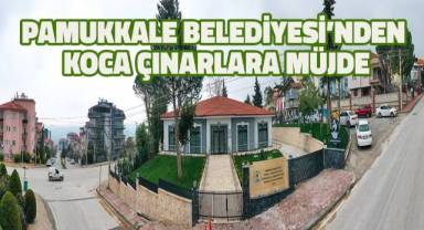 Pamukkale Belediyesi’nden koca çınarlara müjde
