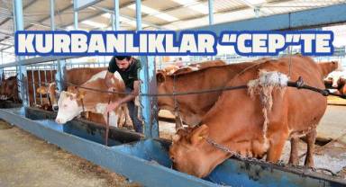 Tarım Cebimde uygulaması kurbanlık hayvanlar için devreye girdi