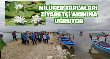 Türkiye'nin en büyük nilüfer tarlası Işıklı Gölü’nde sezon yoğunluğu yaşanıyor