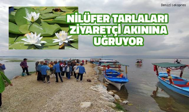 Türkiye'nin en büyük nilüfer tarlası Işıklı Gölü’nde sezon yoğunluğu yaşanıyor