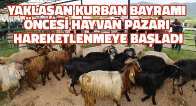 Yaklaşan Kurban Bayramı öncesi hayvan pazarlarında hareketlilik yaşanmaya başladı.