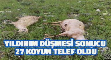 Yıldırım düşmesi sonucu 27 koyun telef oldu