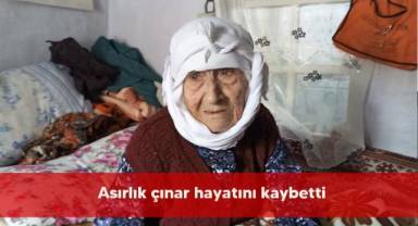 Asırlık çınar hayatını kaybetti