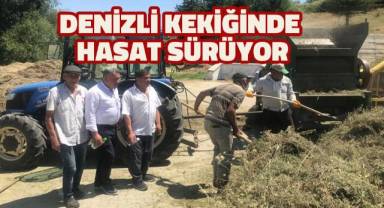 Denizli kekiğinde hasat sürüyor