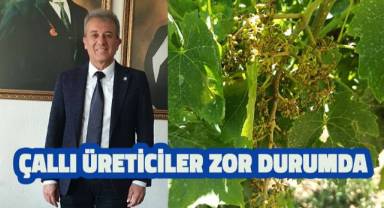 Denizli'nin Çal İlcesi'nde üzüm üreticisi çok zor durumda