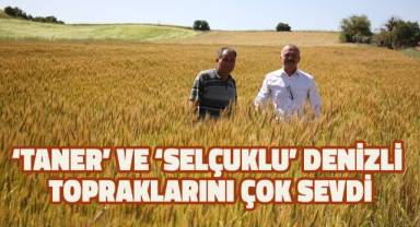 Kıraç topraklar için geliştirilen 2 yerli buğday tohumu yüzleri güldürdü