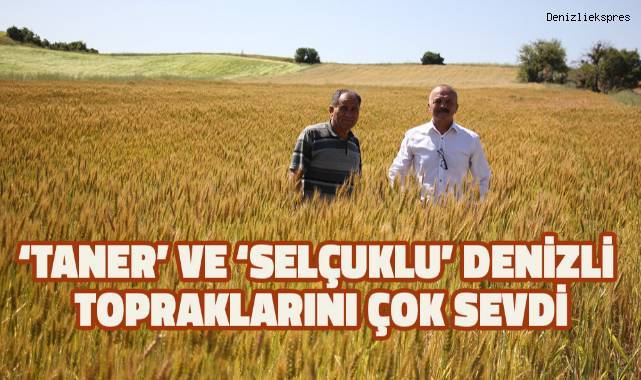 Kıraç topraklar için geliştirilen 2 yerli buğday tohumu yüzleri güldürdü