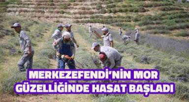 Merkezefendi’de lavanta hasadı başladı