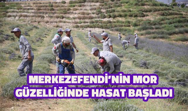 Merkezefendi’de lavanta hasadı başladı