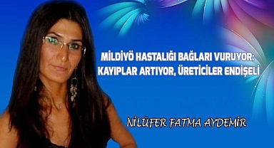 Mildiyö Hastalığı Bağları Vuruyor: Kayıplar Artıyor, Üreticiler Endişeli
