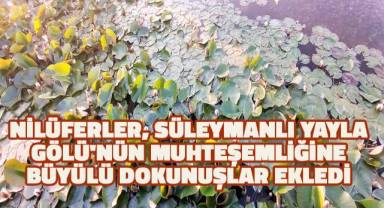 Nilüferler, Süleymanlı Yayla Gölü'nün muhteşemliğine büyülü dokunuşlar ekledi