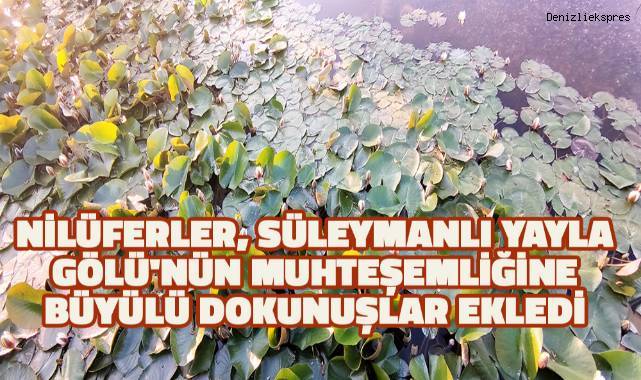 Nilüferler, Süleymanlı Yayla Gölü'nün muhteşemliğine büyülü dokunuşlar ekledi