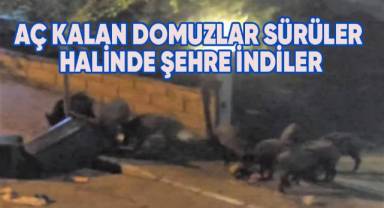 Aç kalan domuz sürücü şehre inip çöpleri karıştırdı