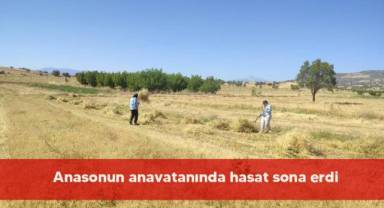 Anasonun anavatanında hasat sona erdi