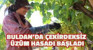 Buldan'da çekirdeksiz üzüm hasadı başladı