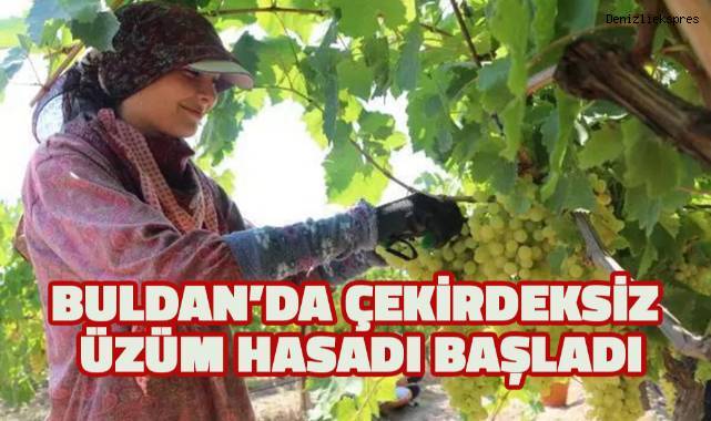 Buldan'da çekirdeksiz üzüm hasadı başladı