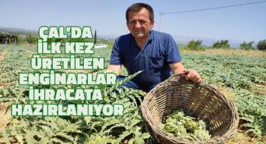 Çal'da ilk kez yetişen enginarlar ihracata hazırlanıyor