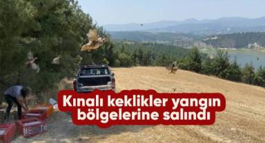 Kınalı keklikler yangın bölgelerine salındı