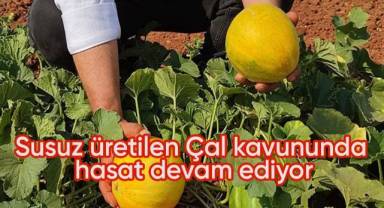 Susuz üretilen Çal kavununda hasat devam ediyor