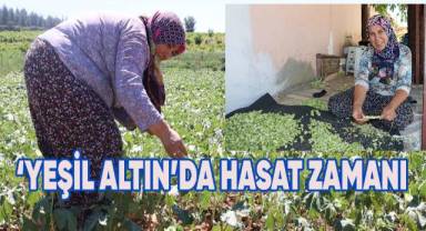 'Yeşil altın'da hasat zamanı