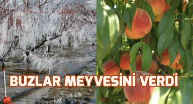 Buzla korunan ağaçlar meyve verdi