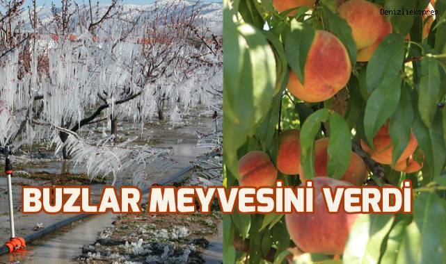 Buzla korunan ağaçlar meyve verdi
