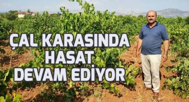 Çal karasında hasat devam ediyor