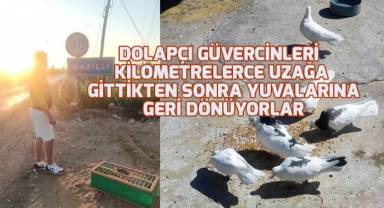 Denizli'nin dolapçı güvercinleri mesafe tanımıyor