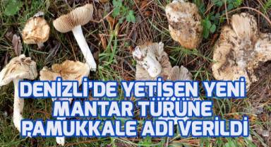 Dünyaya tanıtılan yeni mantar türüne ‘Pamukkale’ ismi verildi