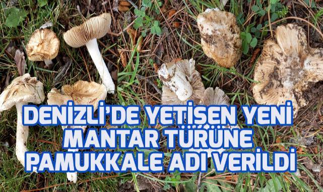 Dünyaya tanıtılan yeni mantar türüne ‘Pamukkale’ ismi verildi