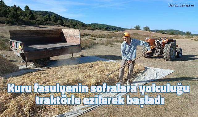 Kuru fasulyenin sofralara yolculuğu traktörle ezilerek başladı