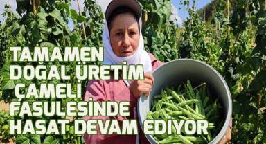 Meşhur Çameli fasulyesinde hasat devam ediyor