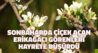 Sonbaharda çiçek açan erik ağacı görenleri hayrete düşürdü