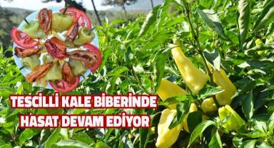 Tescilli Kale biberinde hasat devam ediyor