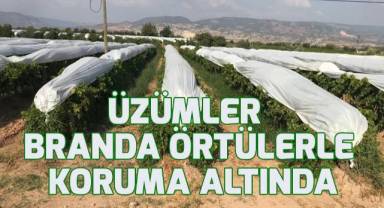 Üzümler branda örtülerle koruma altına alındı