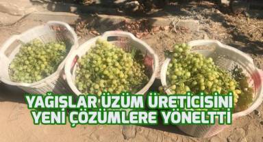 Yağışlar üzüm üreticisini yeni çözümlere yöneltti