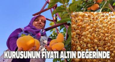 Denizli'den bu yıl 20 bin tona yakın cennet hurmasının hasat edilmesi bekleniyor