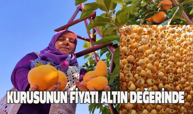 Denizli'den bu yıl 20 bin tona yakın cennet hurmasının hasat edilmesi bekleniyor