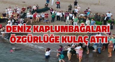 Deniz kaplumbağaları özgürlüğe kulaç attı