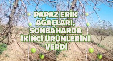 Küresel iklim değişikliği doğanın olduğu gibi ağaçlarında dengesini bozdu