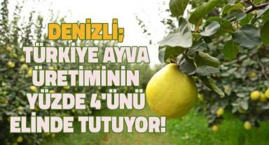 Türkiye ayva üretiminin yüzde 4’ü Denizli’de gerçekleşiyor