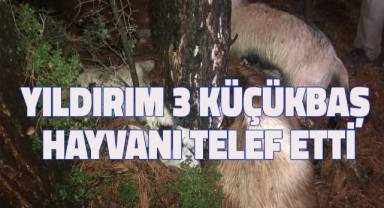 Yıldırım 3 küçükbaş hayvanı telef etti