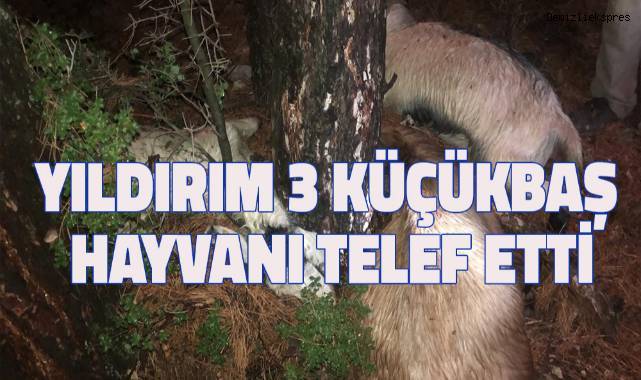 Yıldırım 3 küçükbaş hayvanı telef etti