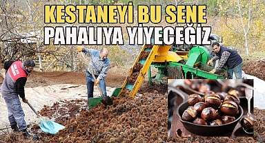 Hastalığın vurduğu kestanenin rekoltesinde önemli ölçüde düşüş yaşandı