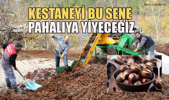 Hastalığın vurduğu kestanenin rekoltesinde önemli ölçüde düşüş yaşandı